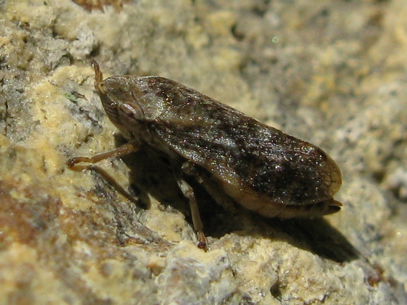 Cicadellidae ? No, Aphrophoridae - Philaenus spumarius
